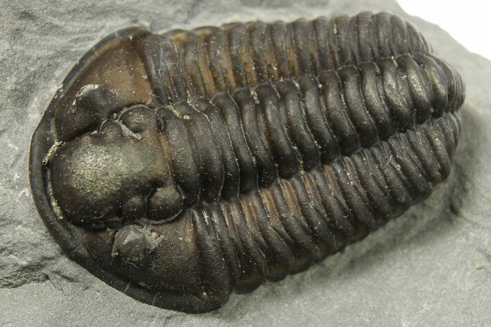 Calymene Niagarensis Trilobite Fossil - New York #269920
